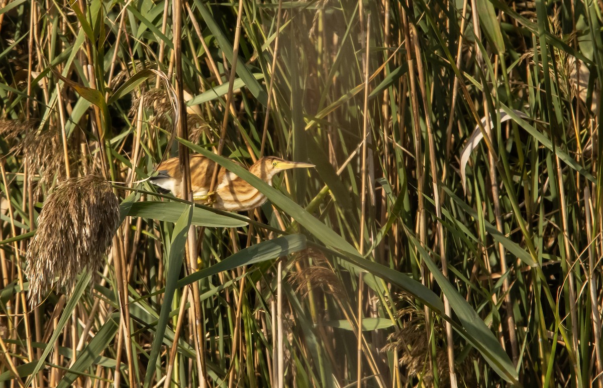 Yellow Bittern - ML645817151