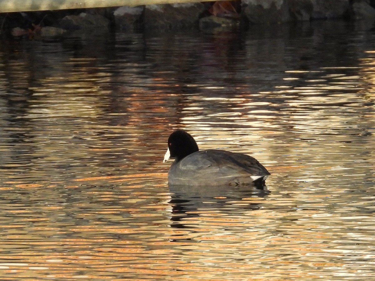 American Coot - ML645817153