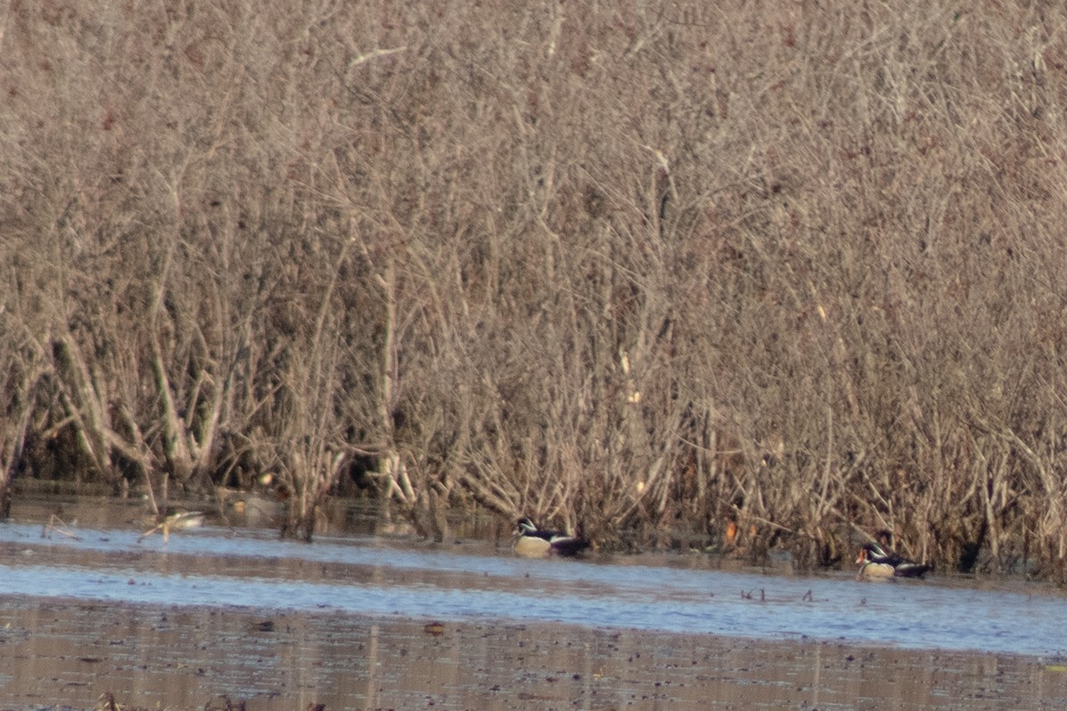 kachnička karolínská - ML645817160