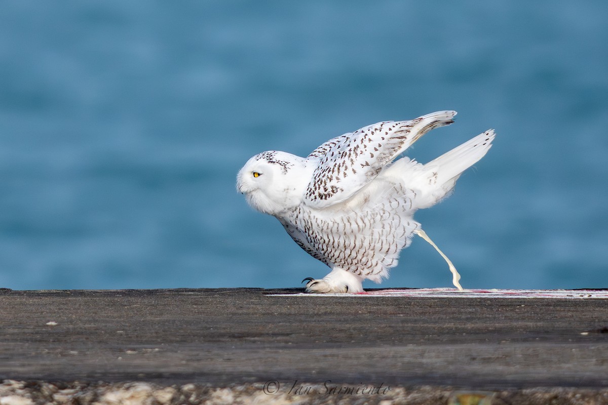 Snowy Owl - ML645817163