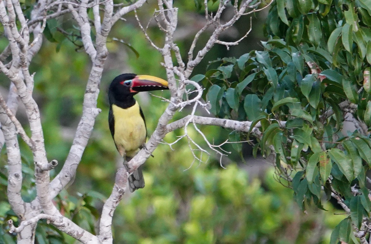 Green Aracari - ML645817165