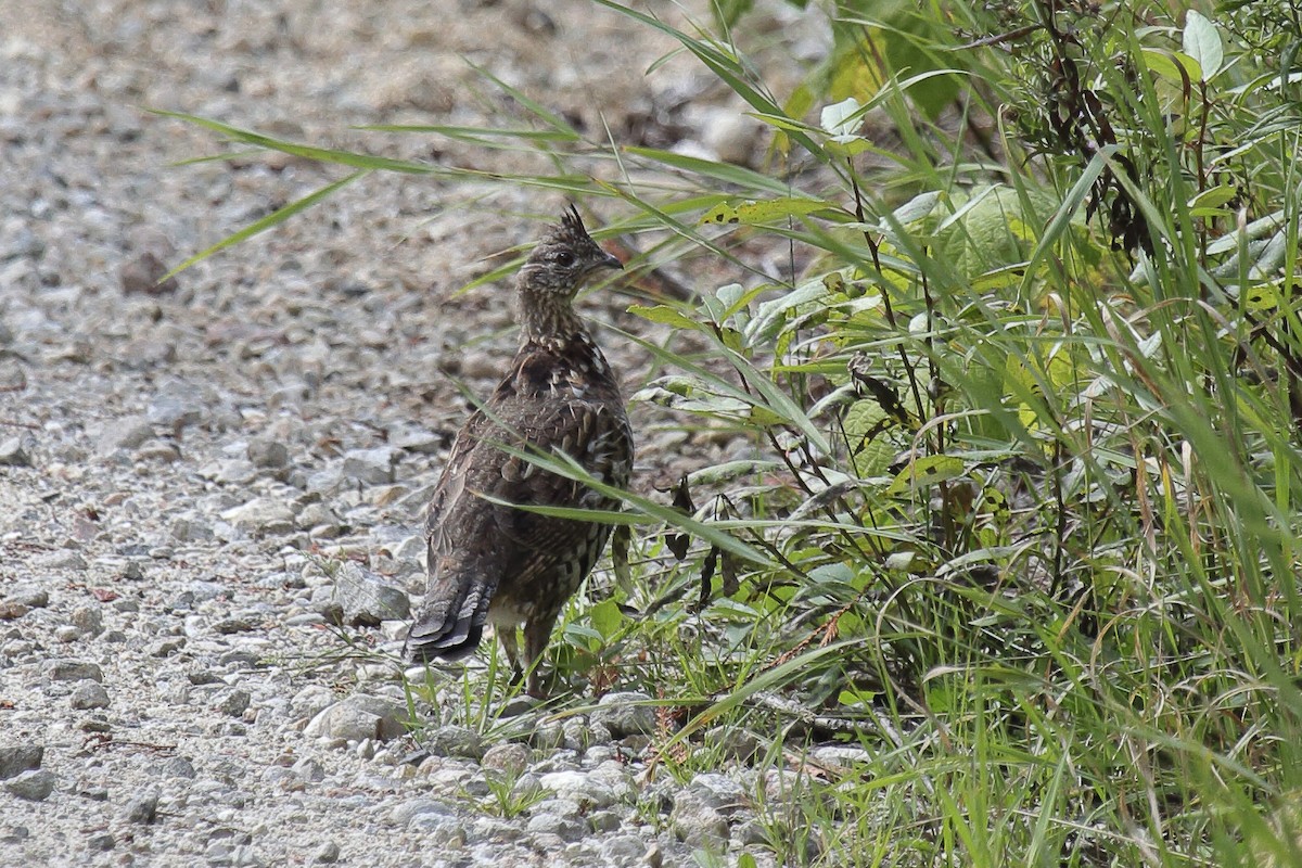 jeřábek kanadský - ML645817175
