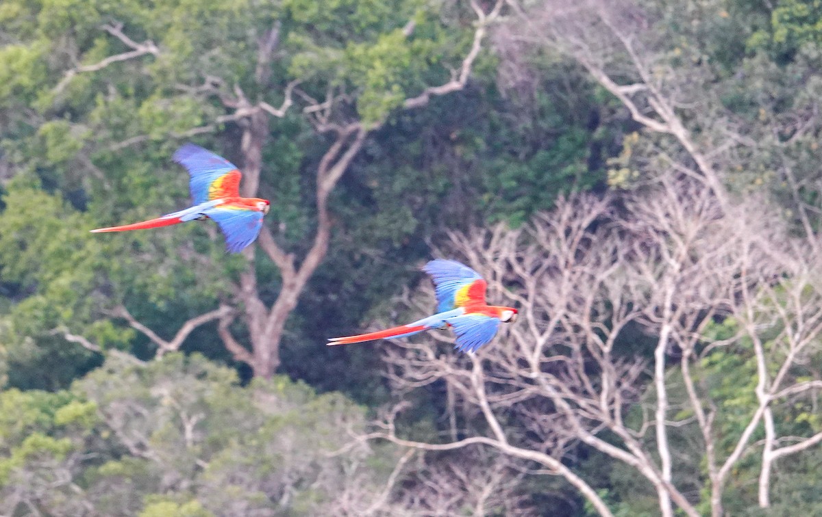 Scarlet Macaw - ML645817179