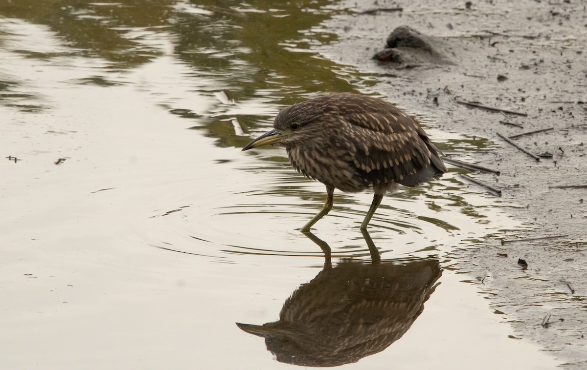 Black-crowned Night Heron (Eurasian) - ML645817207
