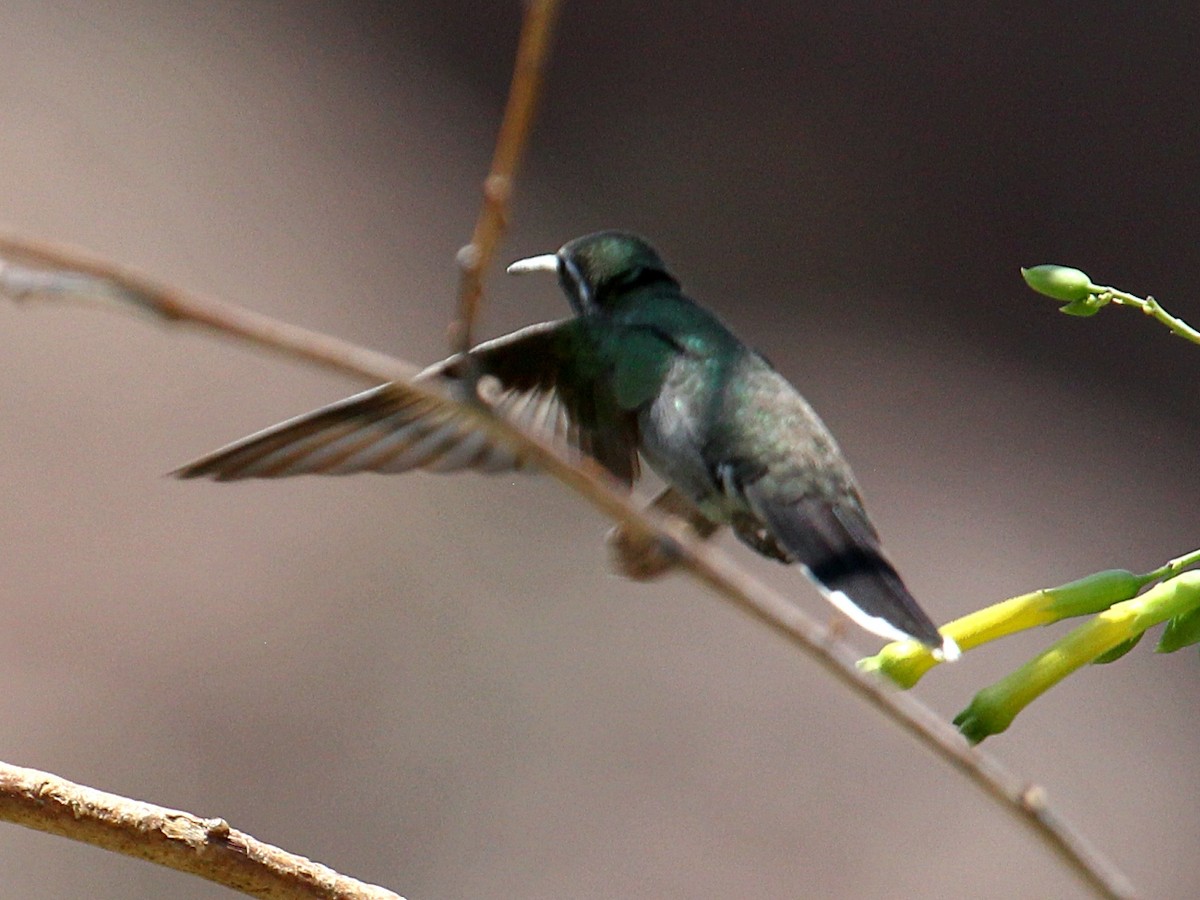 Blue-throated Mountain-gem - ML645817215