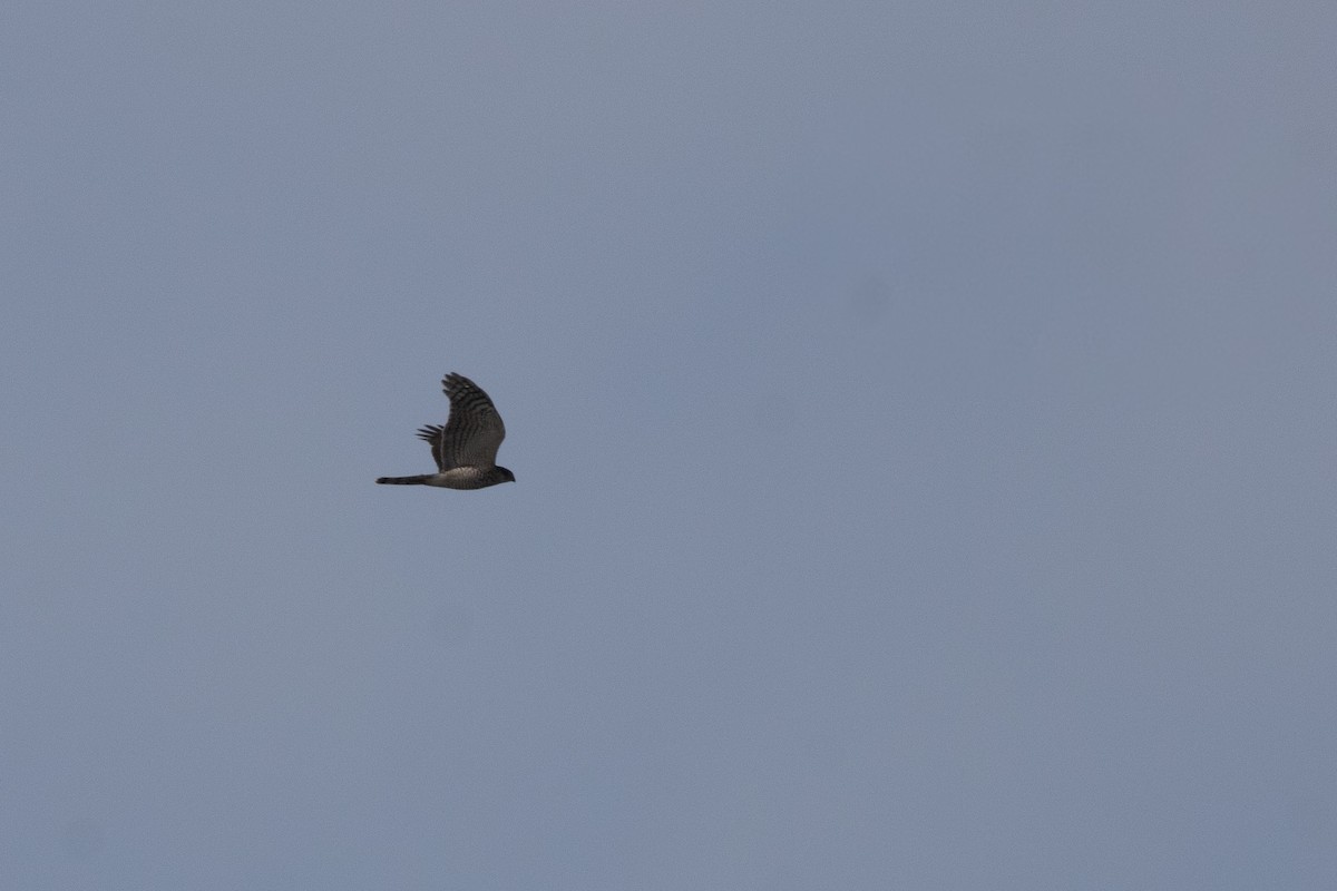 Eurasian Sparrowhawk - ML645817216