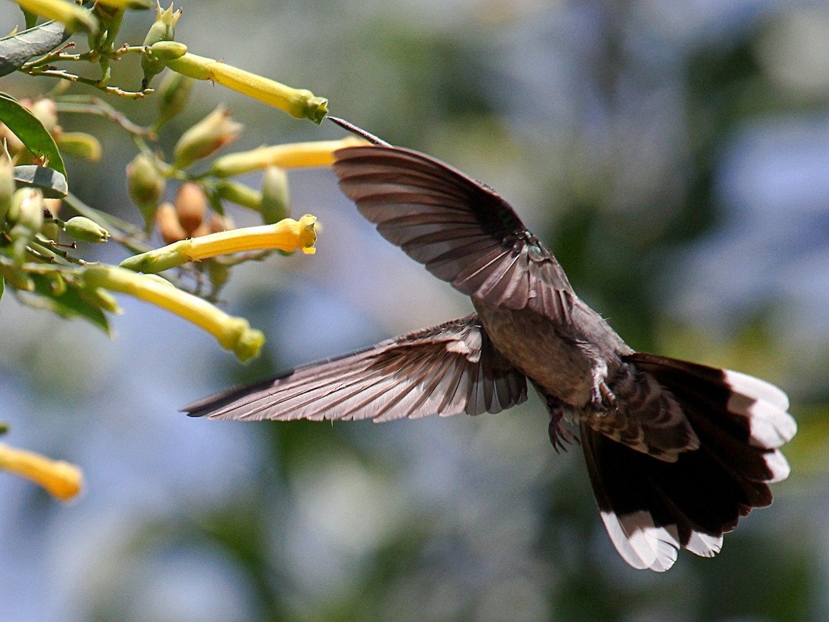 Blue-throated Mountain-gem - ML645817219