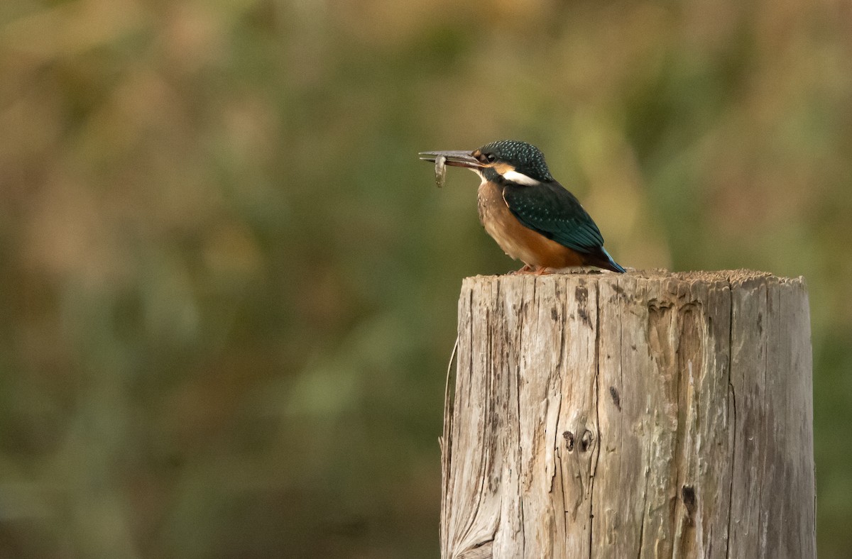 Common Kingfisher (Common) - ML645817231