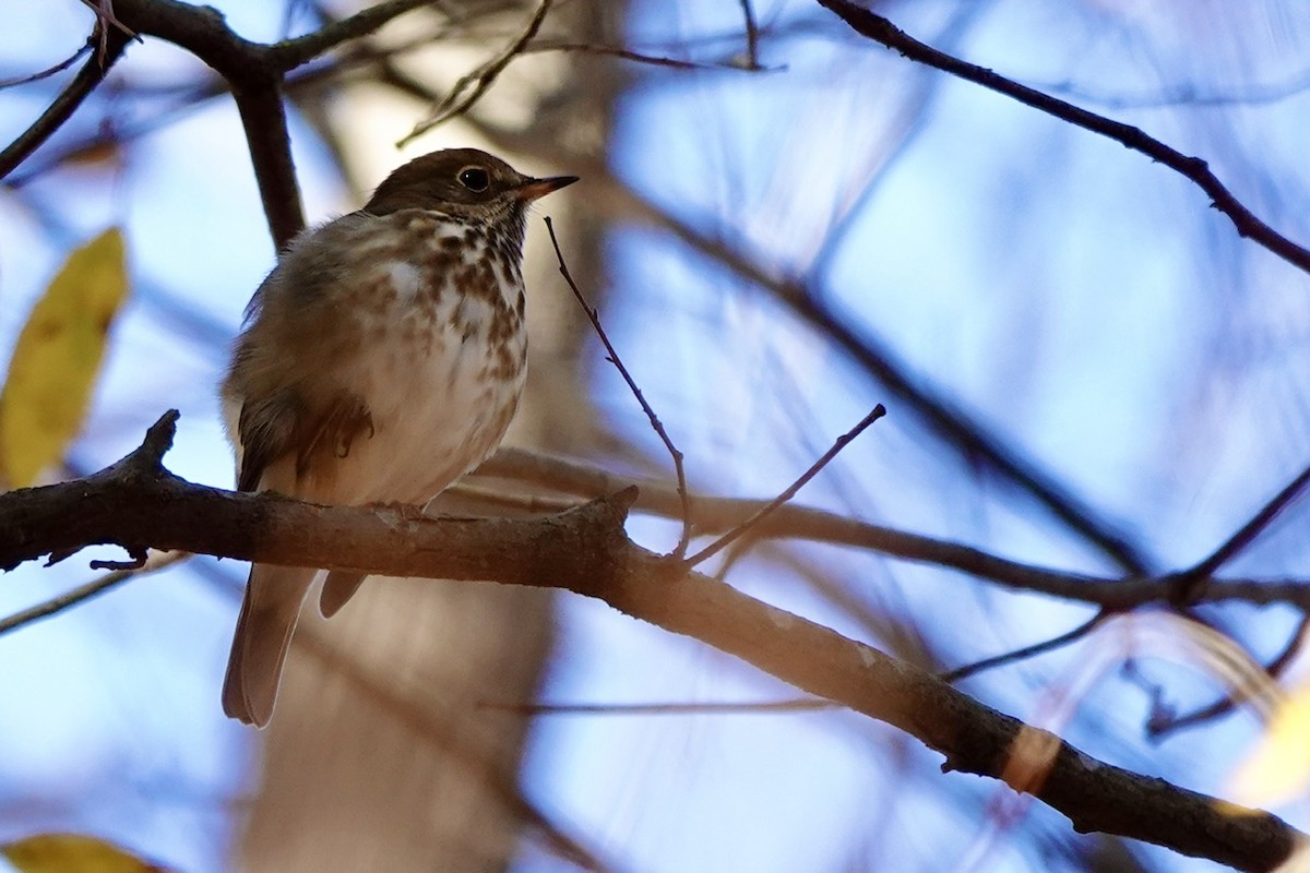 Grive solitaire - ML645817247