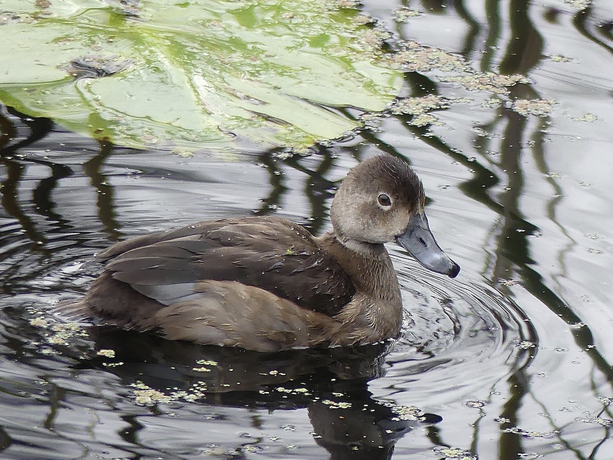 Redhead - ML645817249