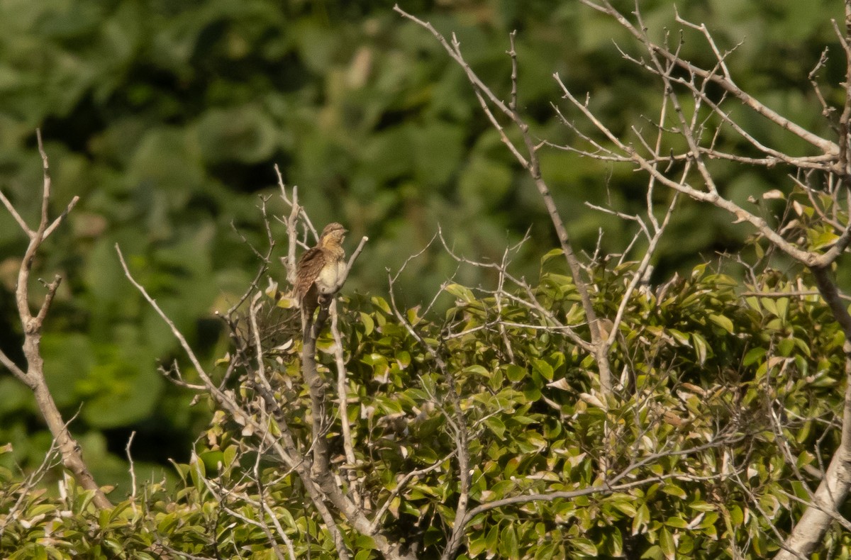 Eurasian Wryneck - ML645817250