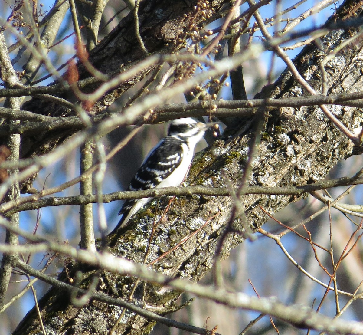 セジロアカゲラ - ML645817265