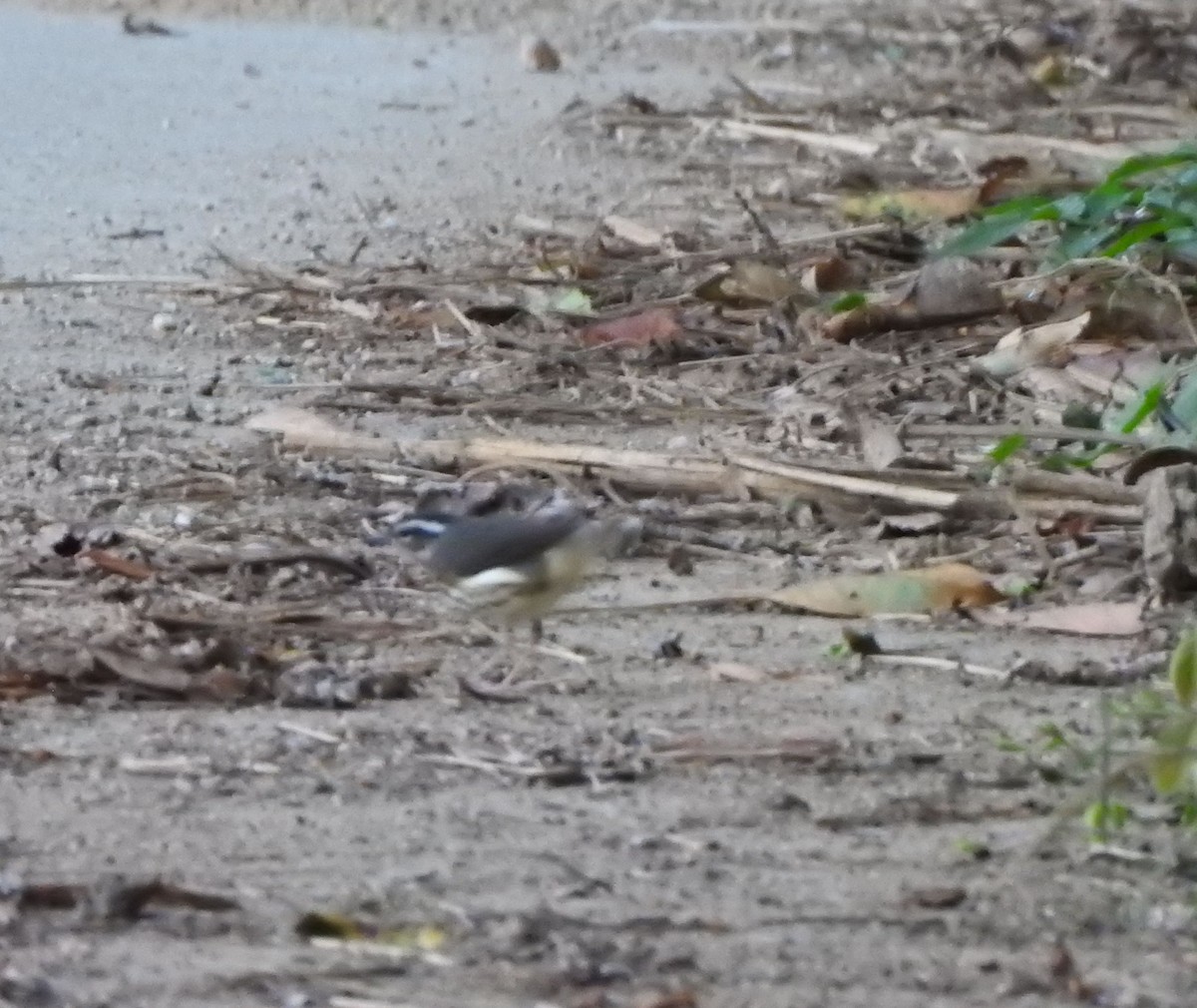 Louisiana/Northern Waterthrush - ML645817272