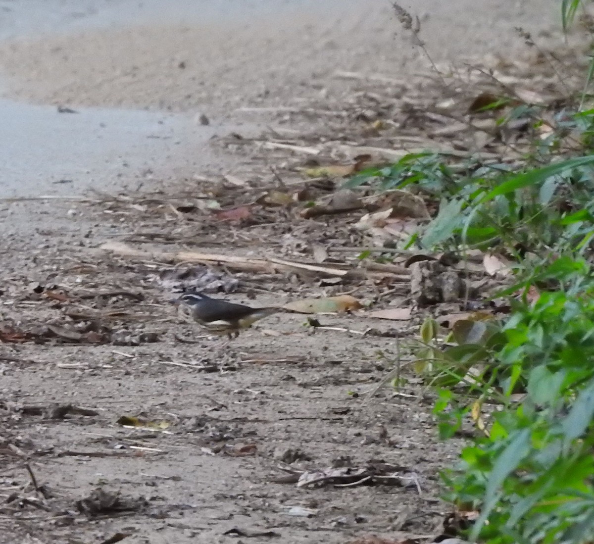 Louisiana/Northern Waterthrush - ML645817273