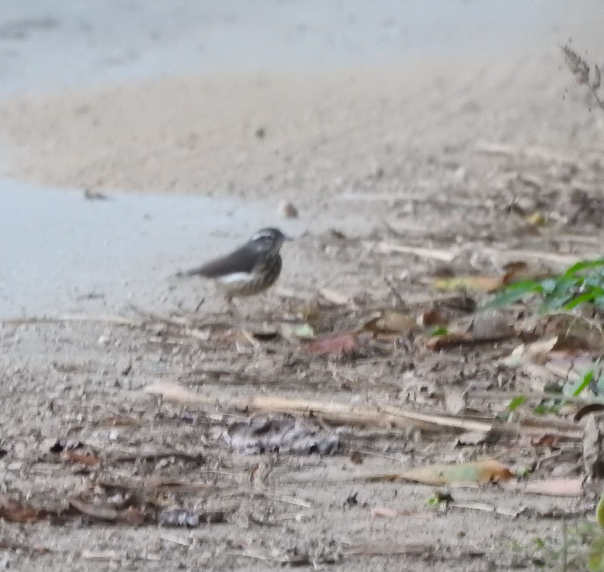 Louisiana/Northern Waterthrush - ML645817274