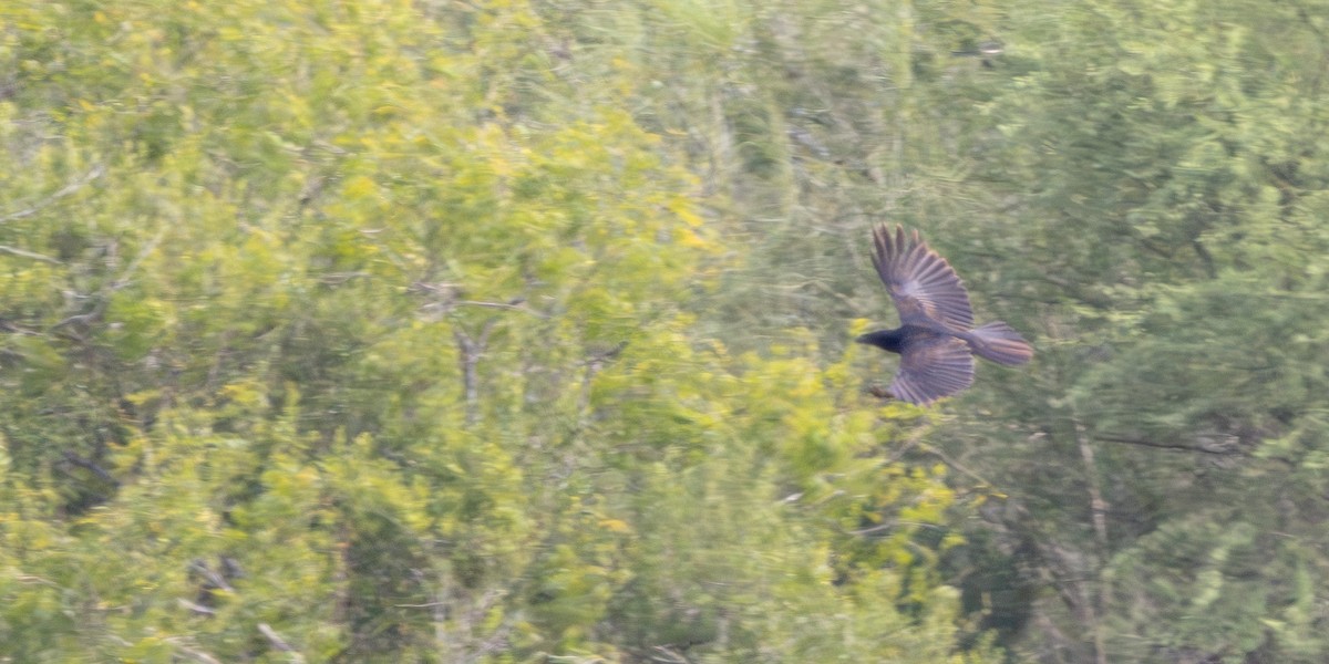 krkavec mexický - ML645817279