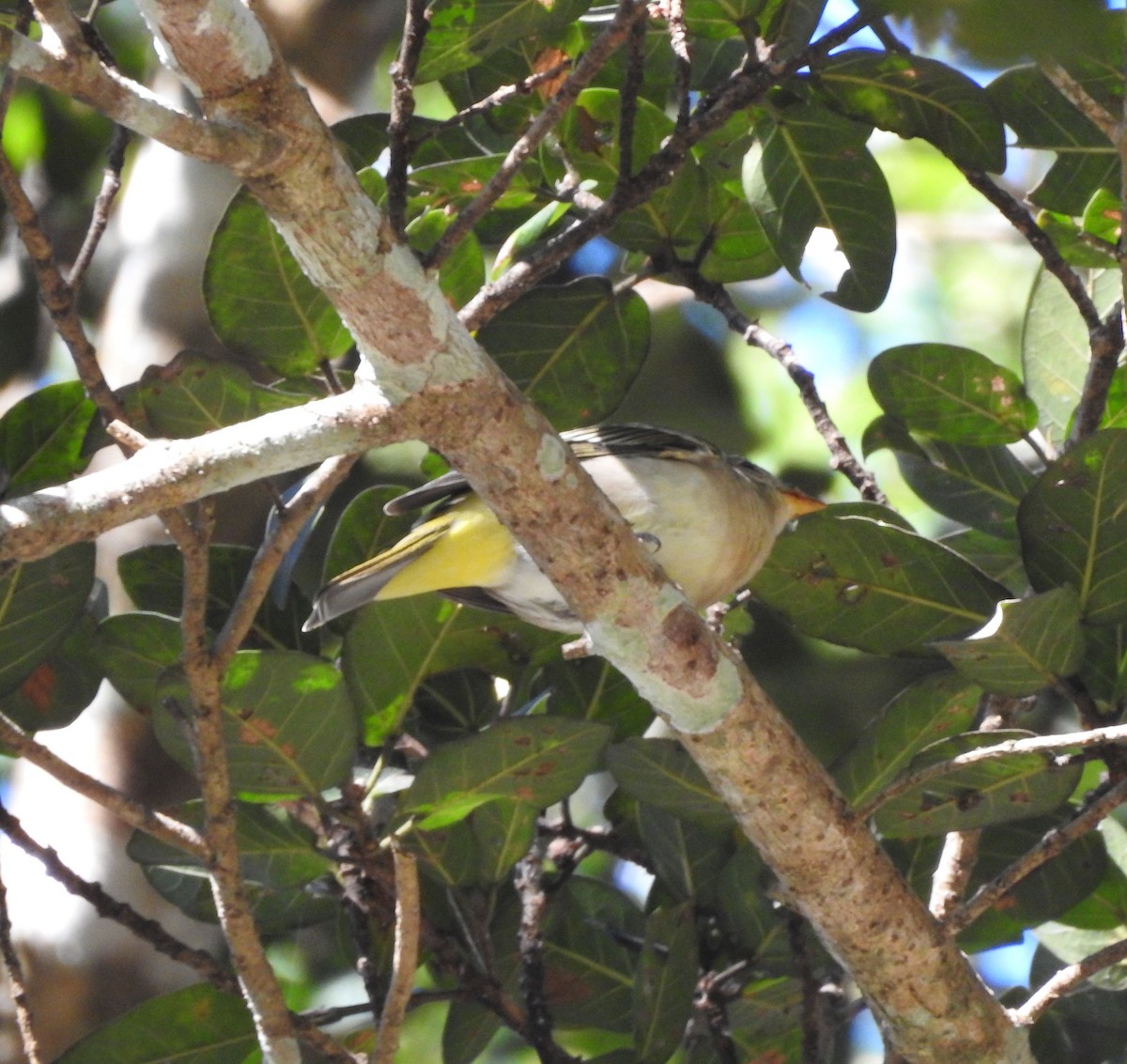 Western Tanager - ML645817287
