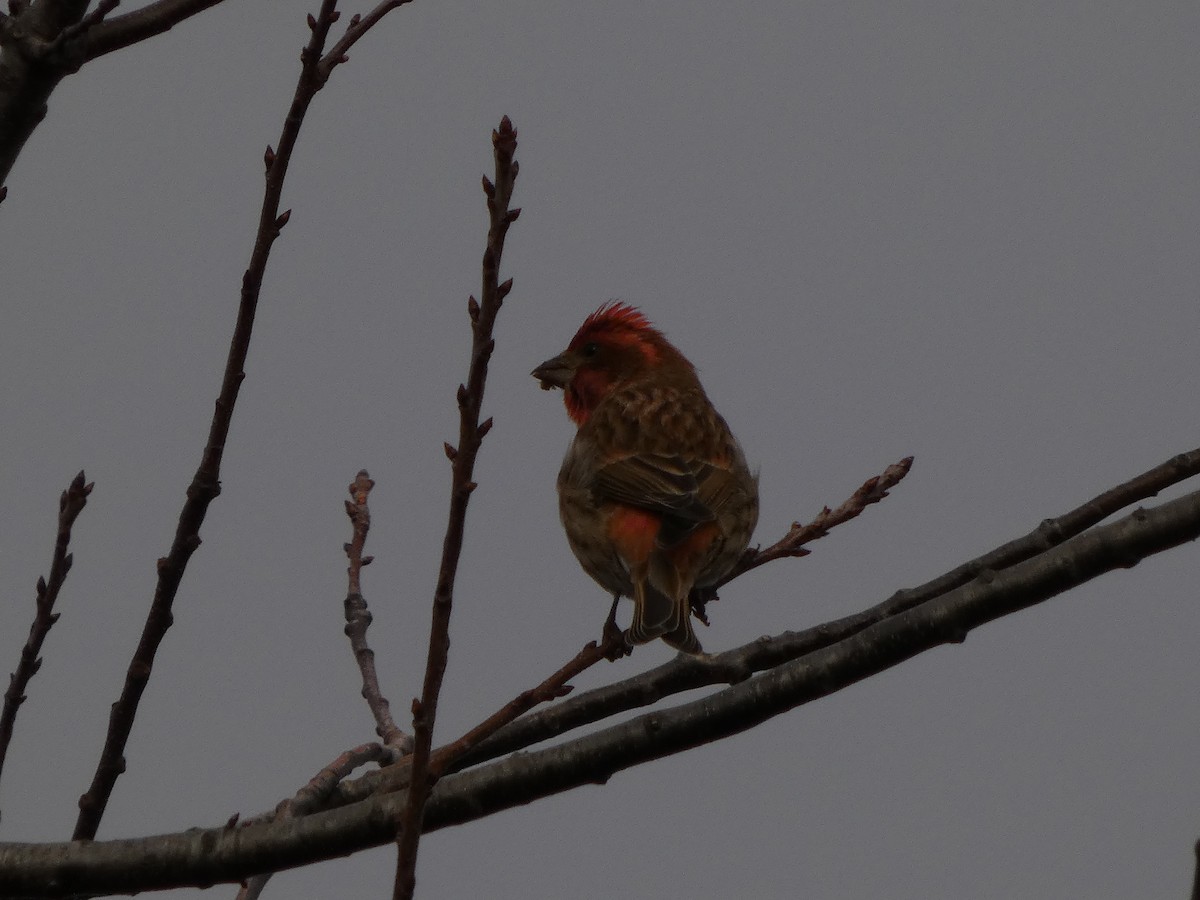 Purple Finch - ML645817289