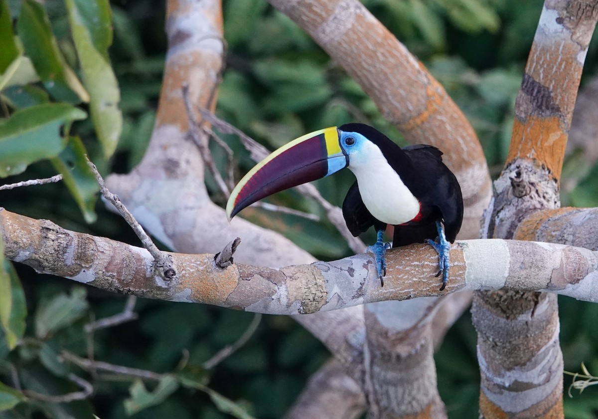 White-throated Toucan - ML645817295