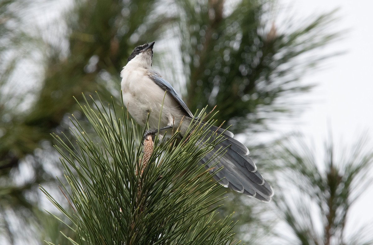 Azure-winged Magpie (Japanese) - ML645817296