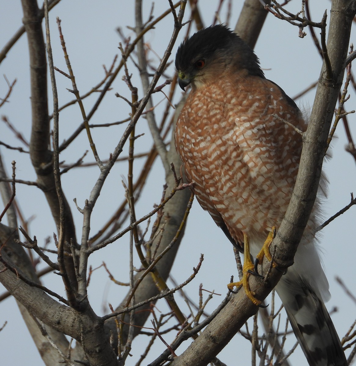 Cooper's Hawk - ML645817300