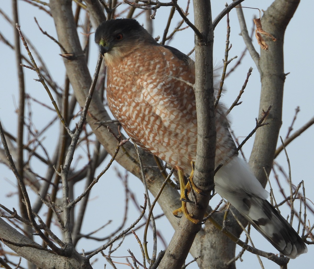 Cooper's Hawk - ML645817302