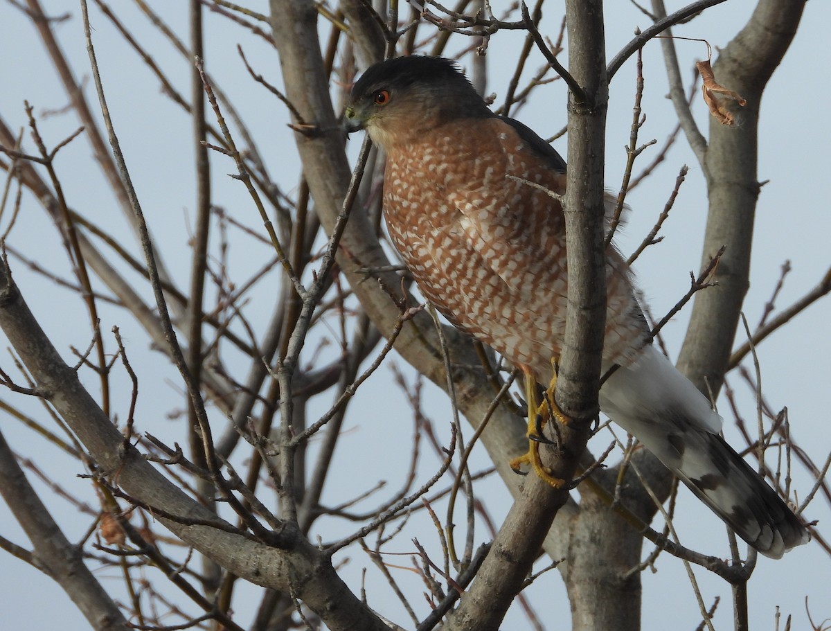 Cooper's Hawk - ML645817305