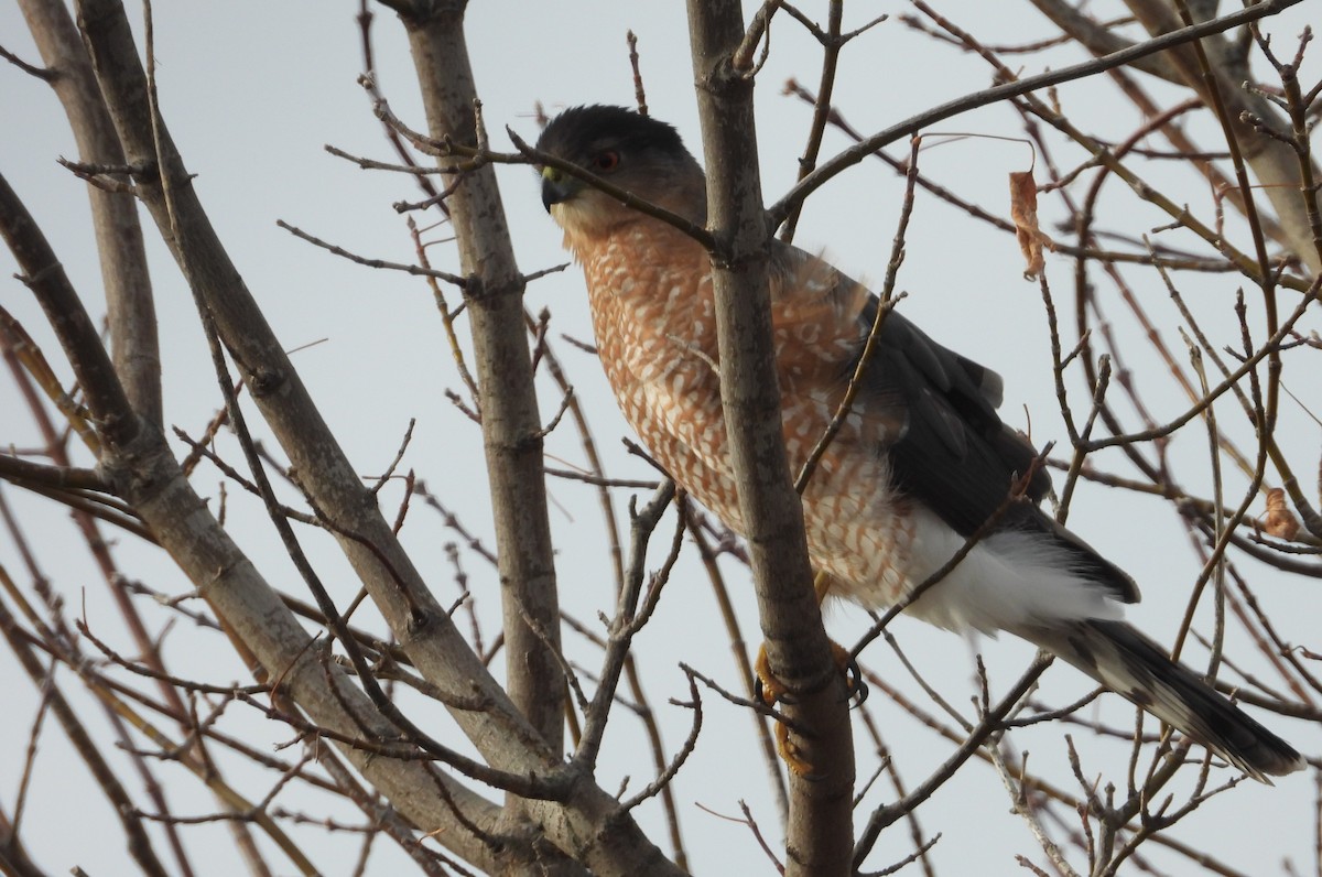 Cooper's Hawk - ML645817307