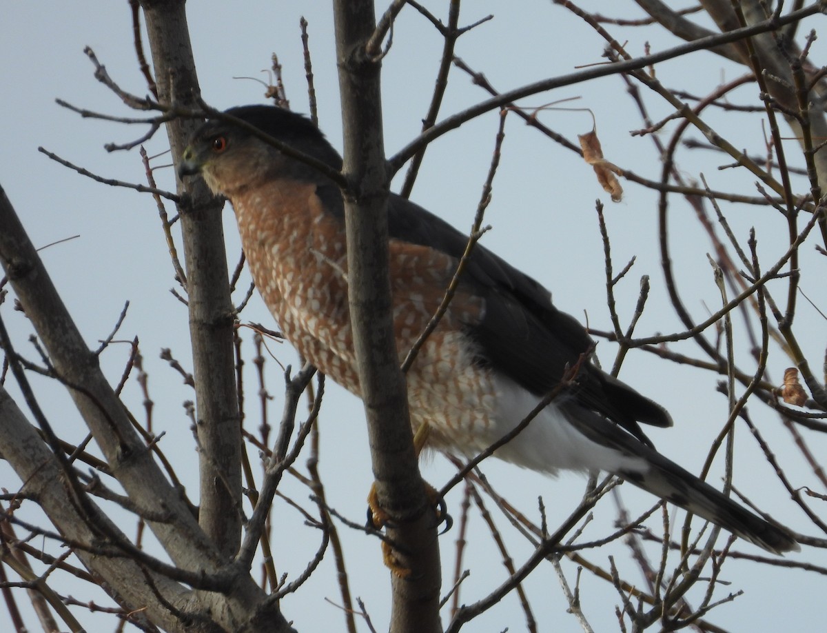Cooper's Hawk - ML645817308