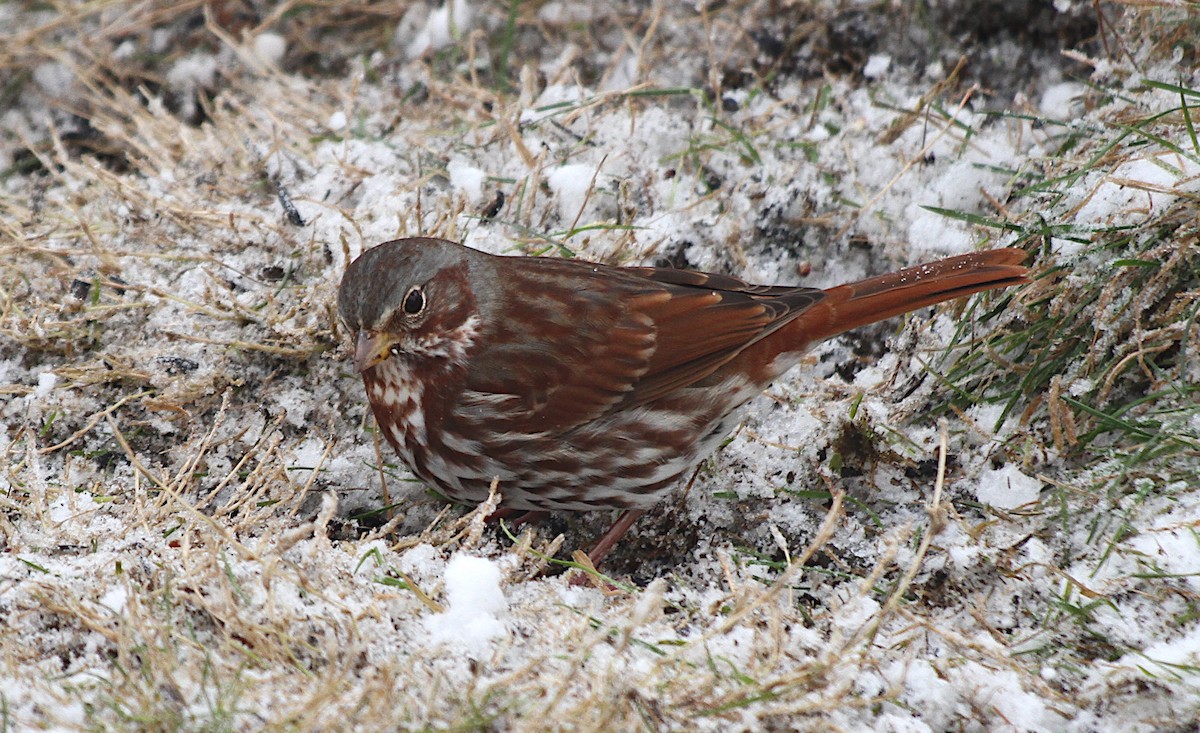 Fox Sparrow - ML645817311