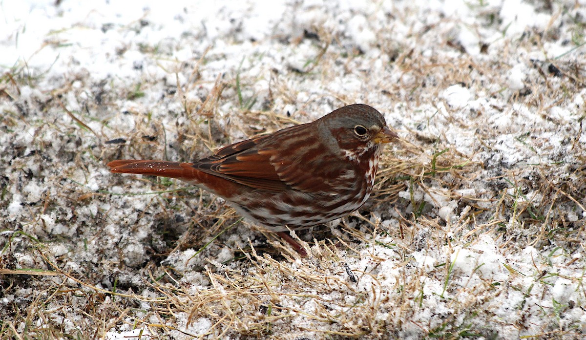 Fox Sparrow - ML645817312