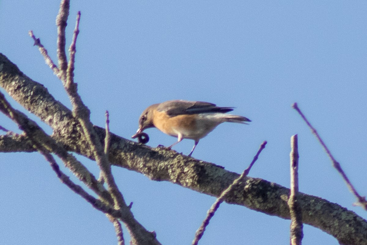 Блакитник східний - ML645817315