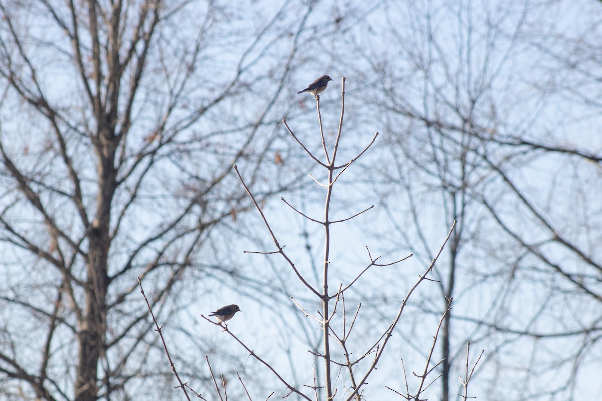 Блакитник східний - ML645817316
