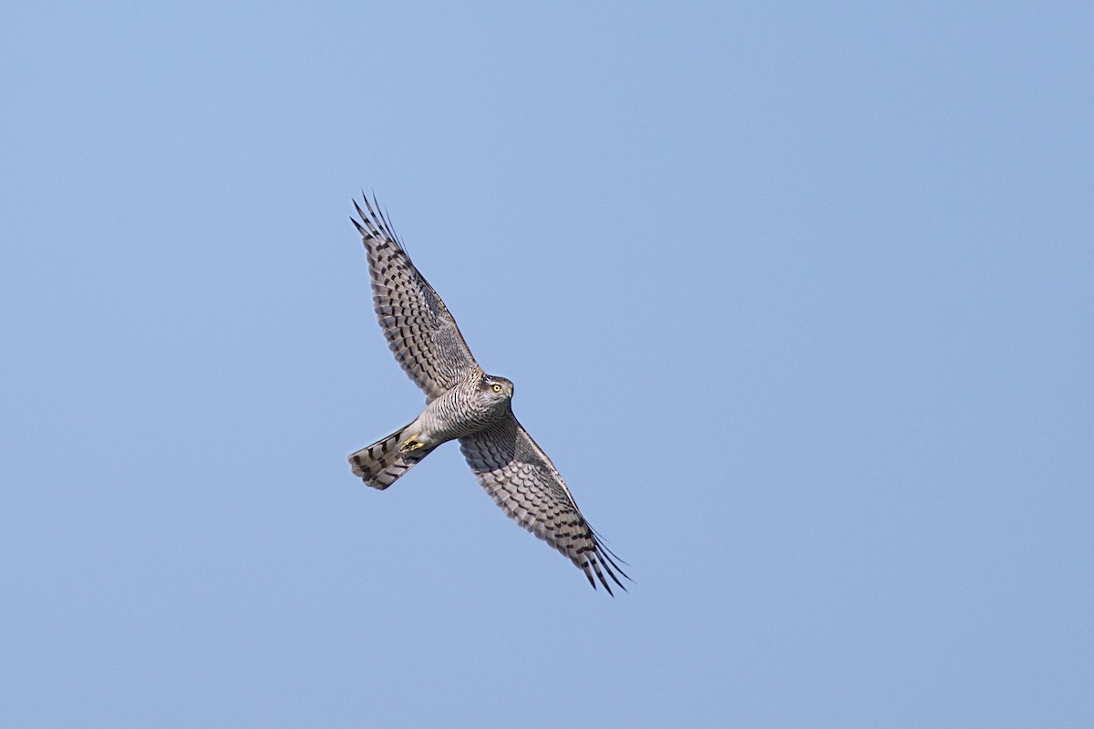 Eurasian Sparrowhawk - ML645817317