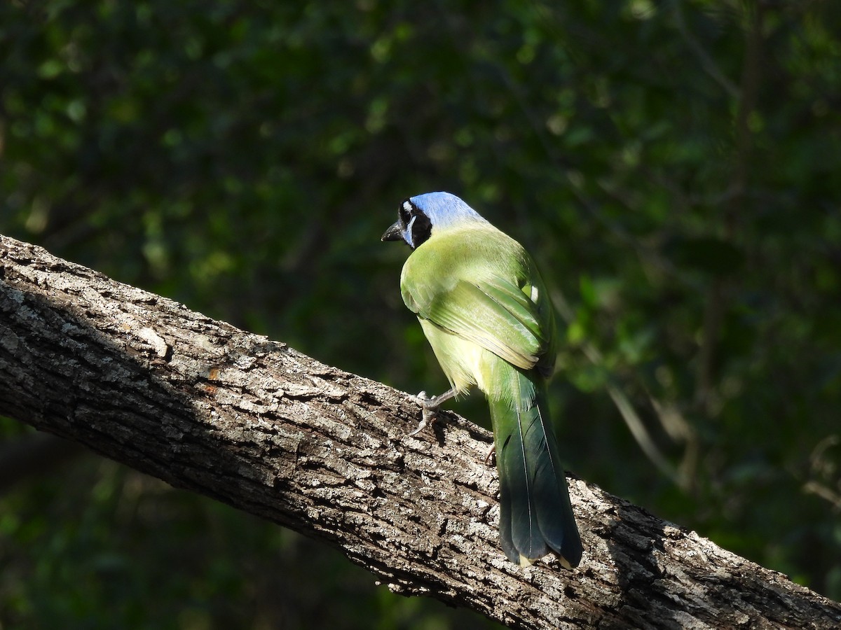 Geai vert - ML645817323