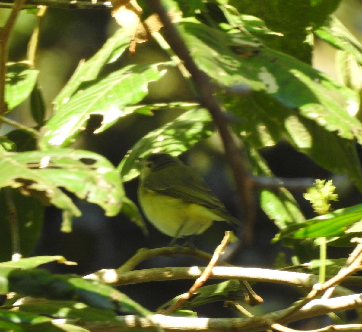 Eastern/Western Warbling Vireo - ML645817324