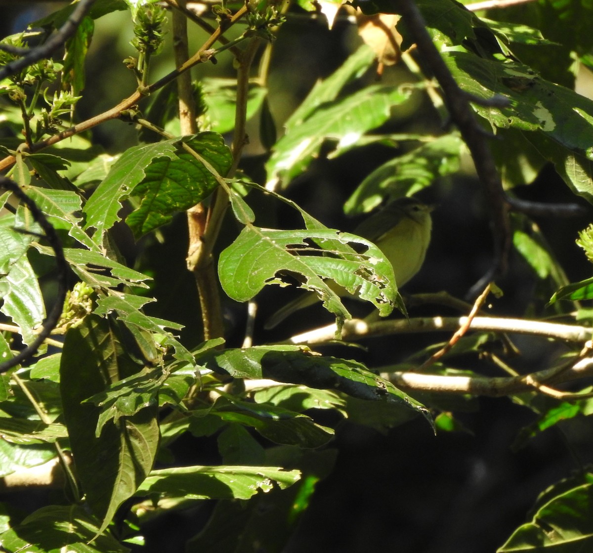 Eastern/Western Warbling Vireo - ML645817325
