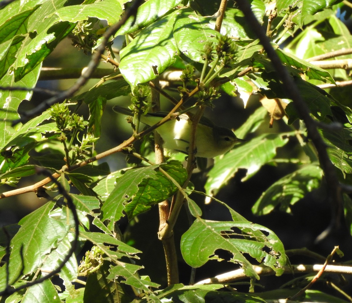Eastern/Western Warbling Vireo - ML645817326