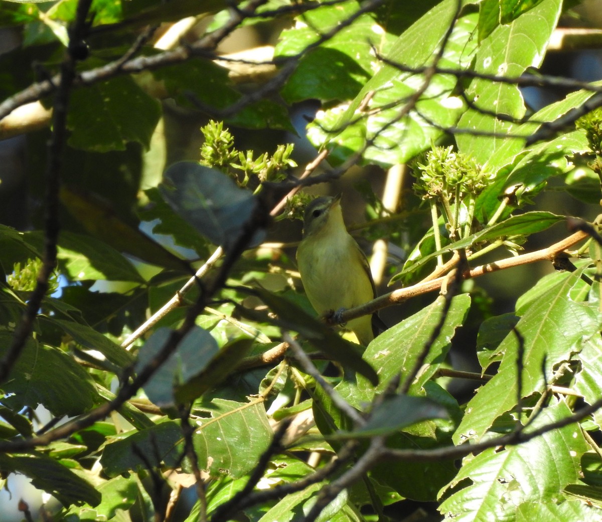 Eastern/Western Warbling Vireo - ML645817327