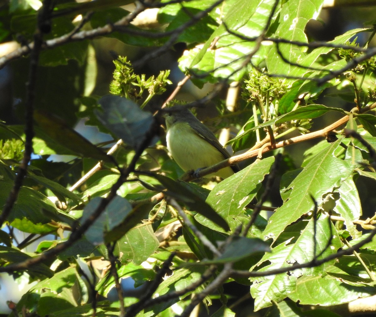 Eastern/Western Warbling Vireo - ML645817328