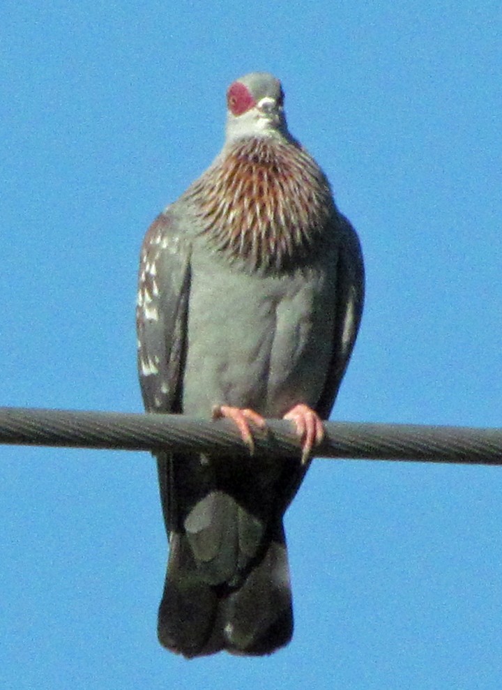 Speckled Pigeon - ML645817329
