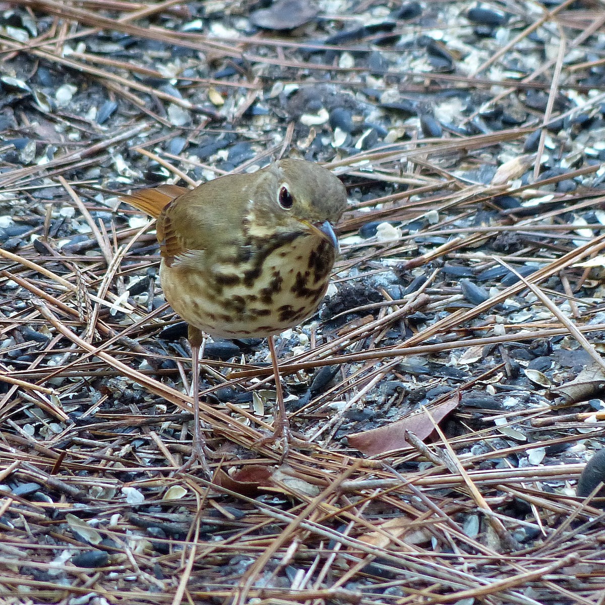 Münzevi Bülbül Ardıcı - ML645817334