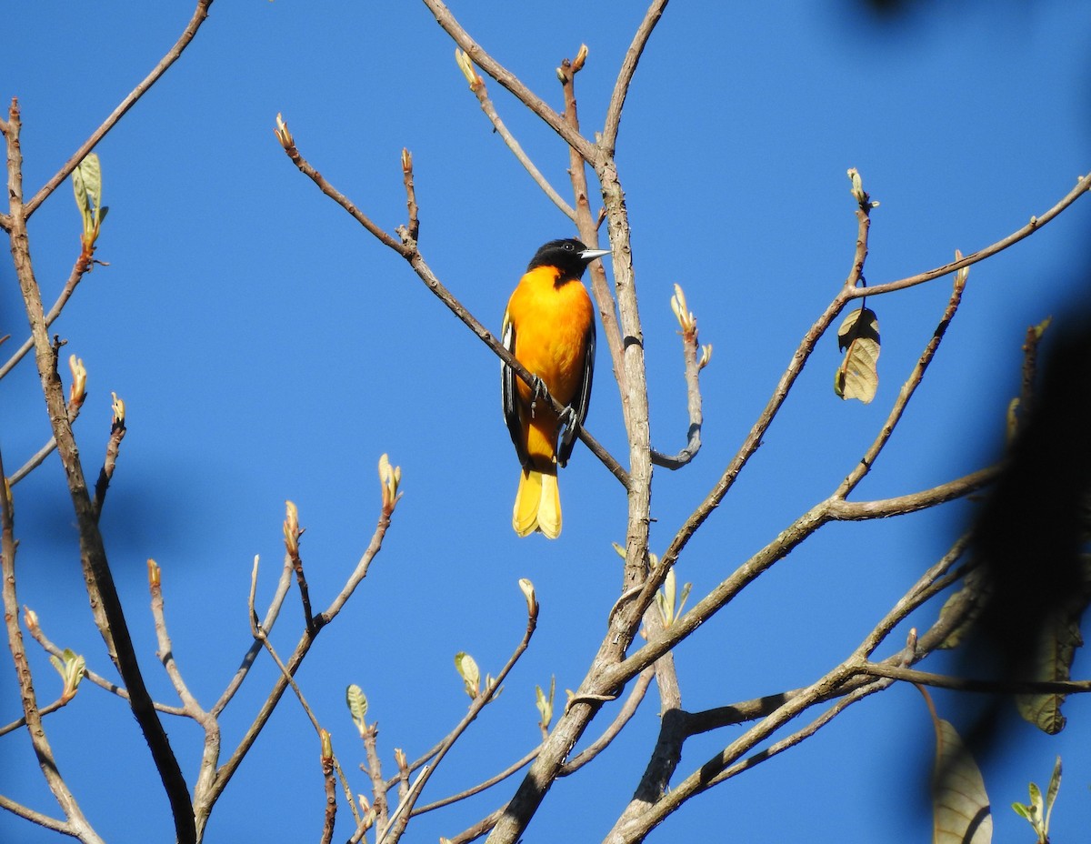 Балтиморский трупиал - ML645817340