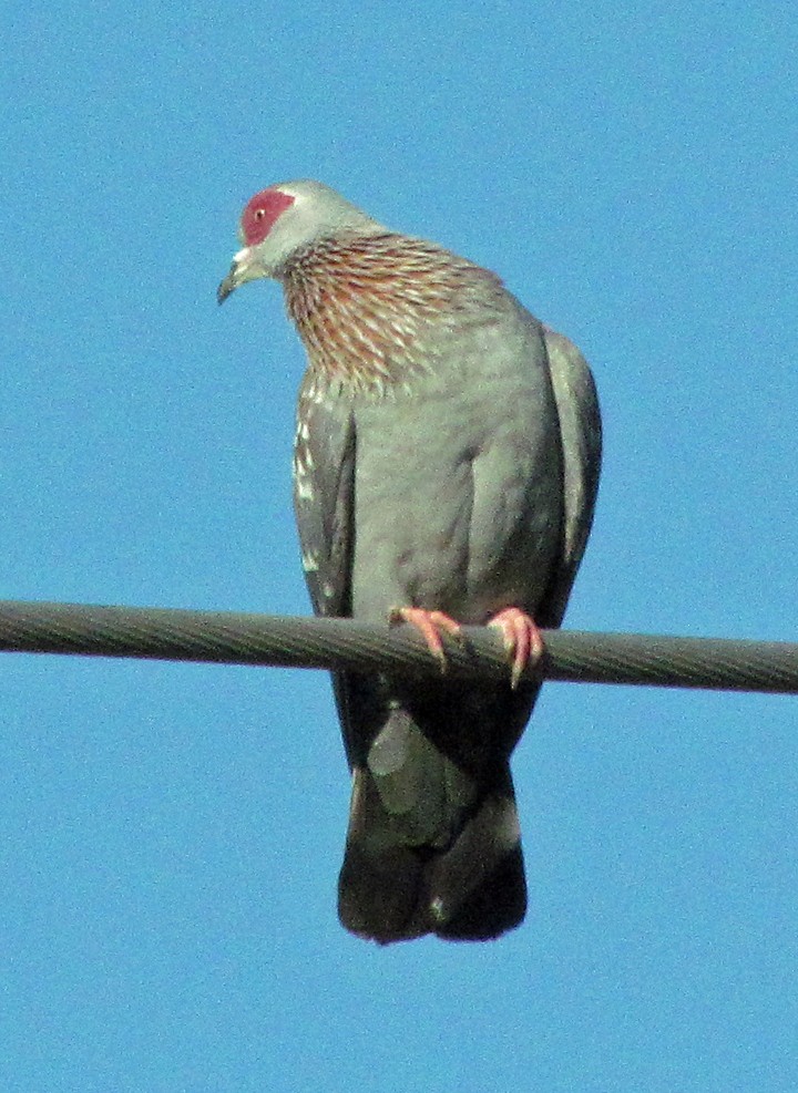 Speckled Pigeon - ML645817341