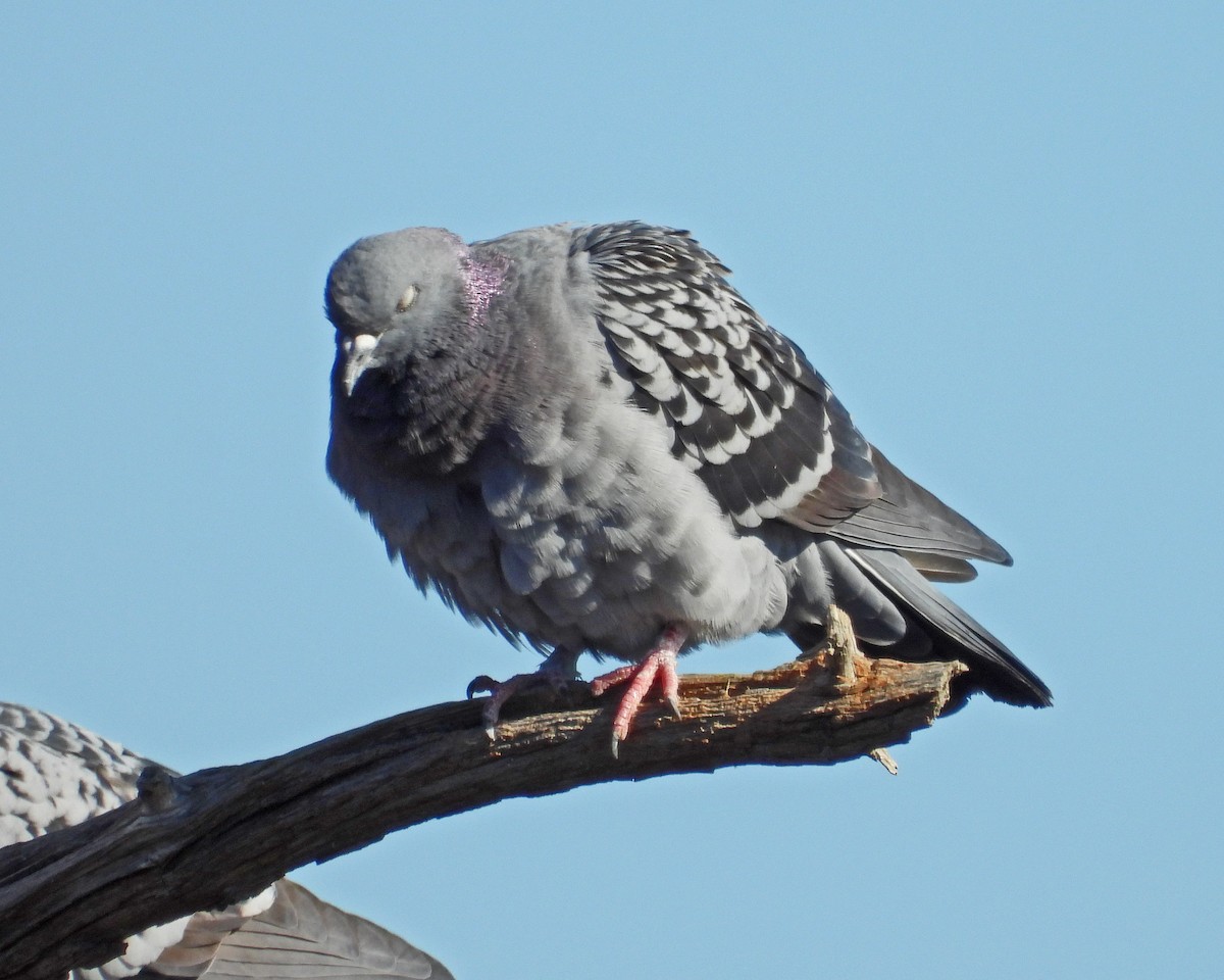 Kaya Güvercini (evcil tip) - ML645817342