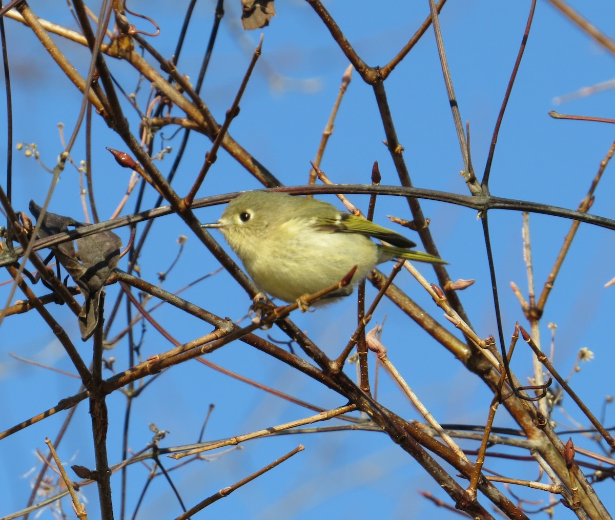 ルビーキクイタダキ - ML645817344