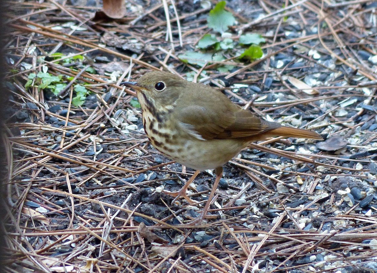 Münzevi Bülbül Ardıcı - ML645817345