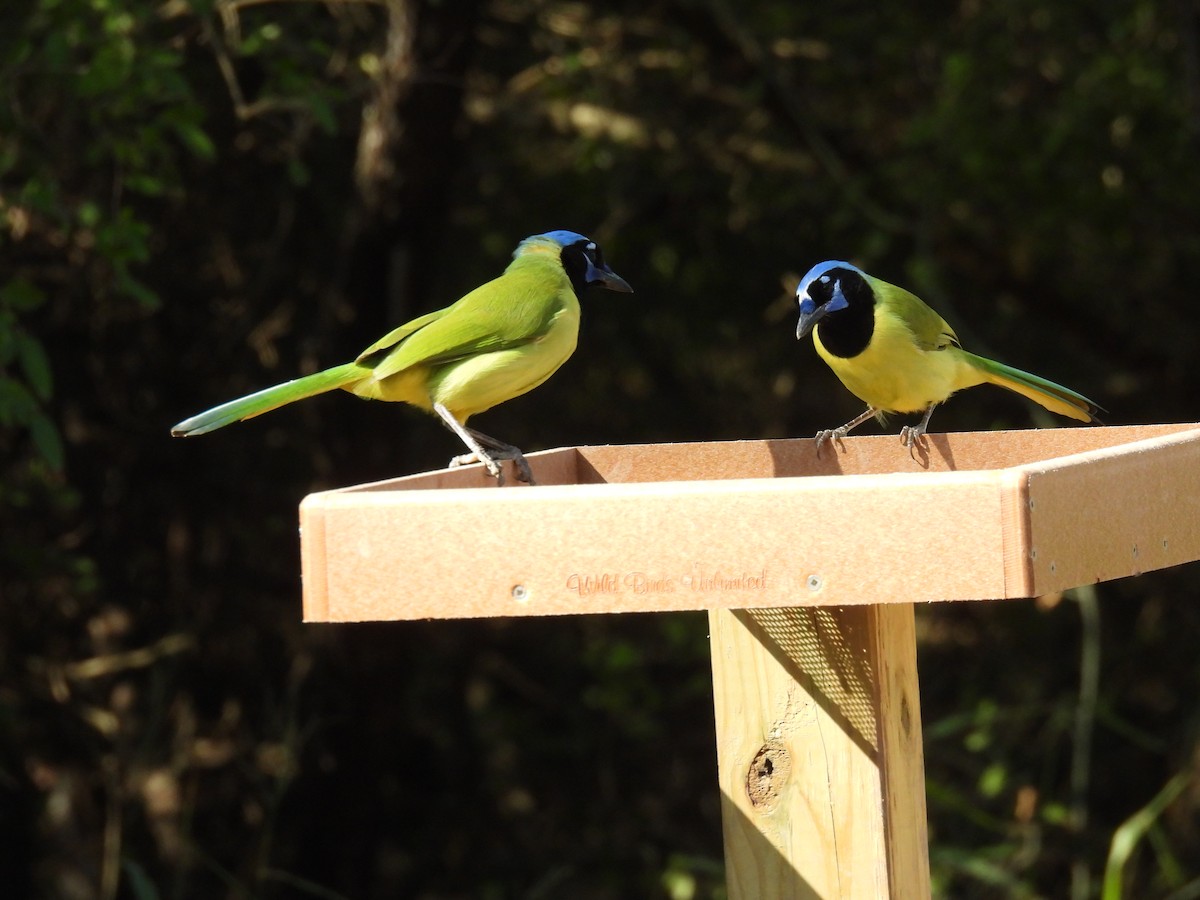 Geai vert - ML645817351