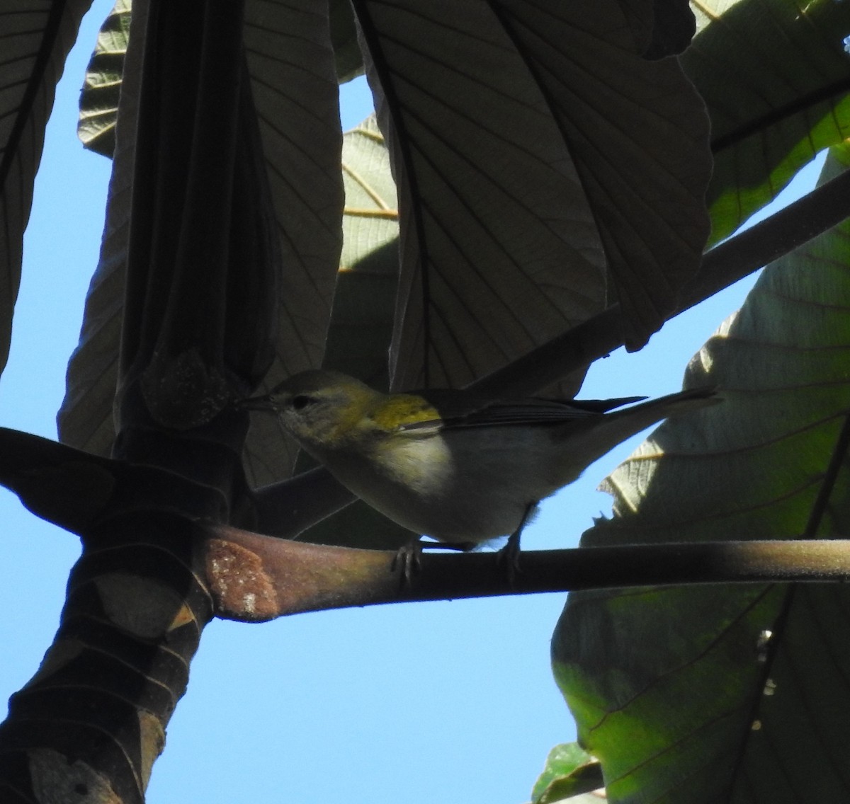 Tennesse Ötleğeni - ML645817352