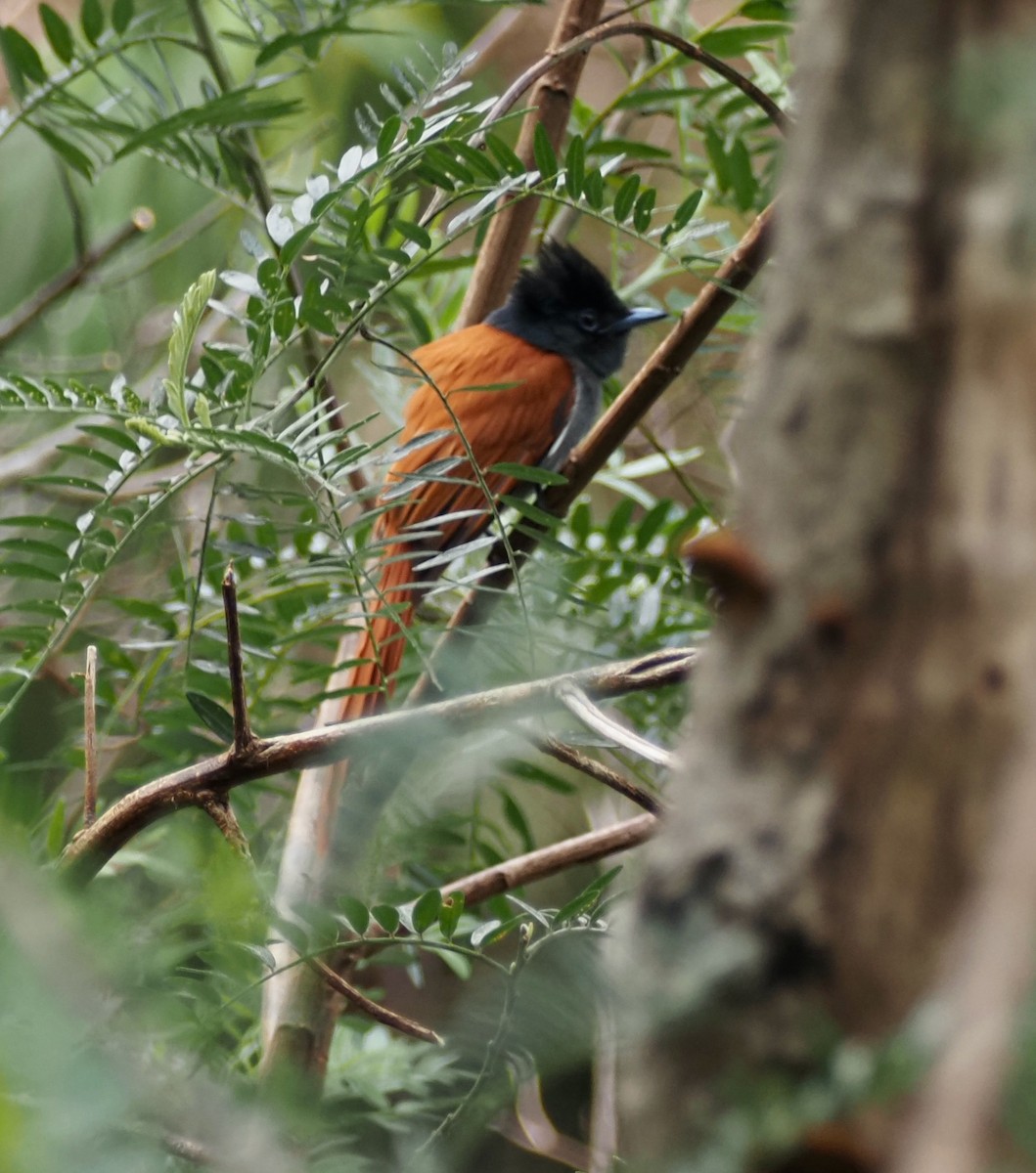 African Paradise-Flycatcher - ML645817353